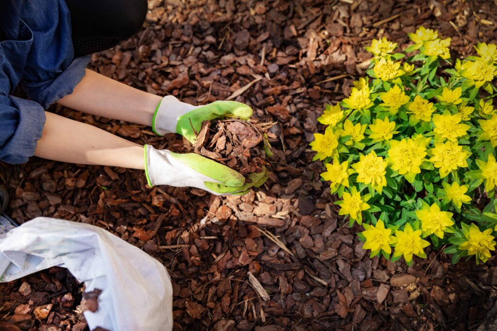 Paillez vos plantes vivaces