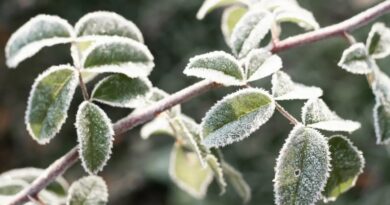 Préparer vos jardins au climat hivernal