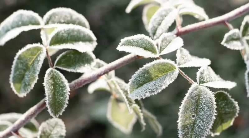 Préparer vos jardins au climat hivernal